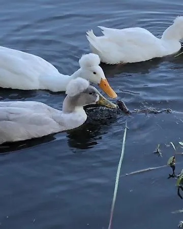 Apartment Ingeborgh Art *